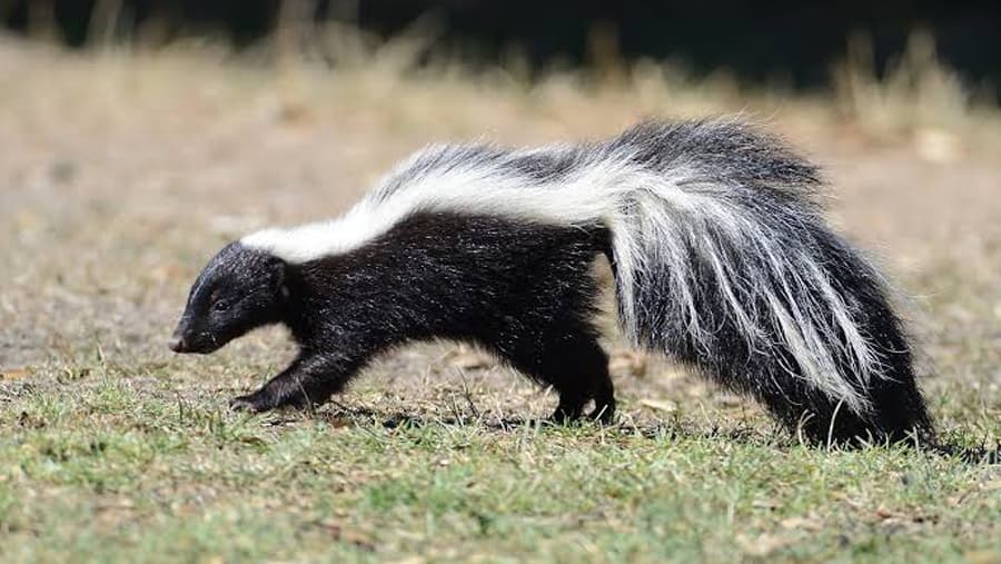 Skunk in the 野生動物 catalog