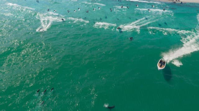 Dolphin Sea Creature