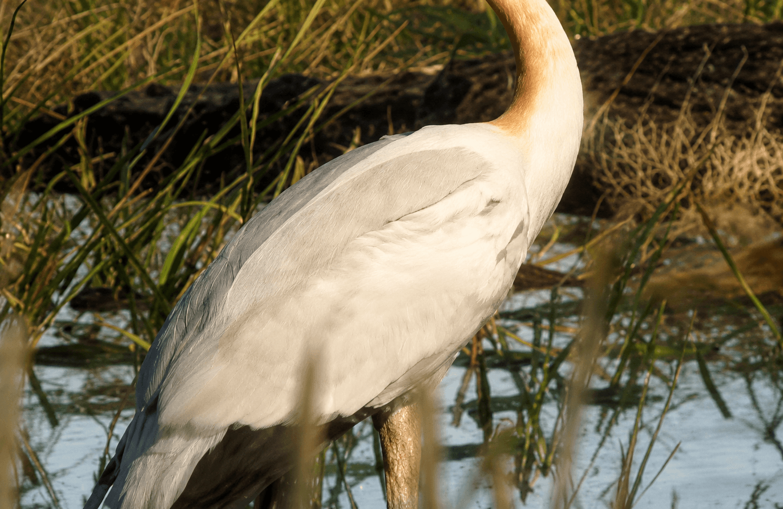 Crane - Bird image 1 of 4 in GTA 6