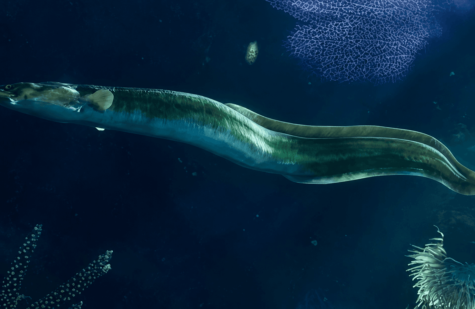 Eel - Fish image 1 of 4 in GTA 6