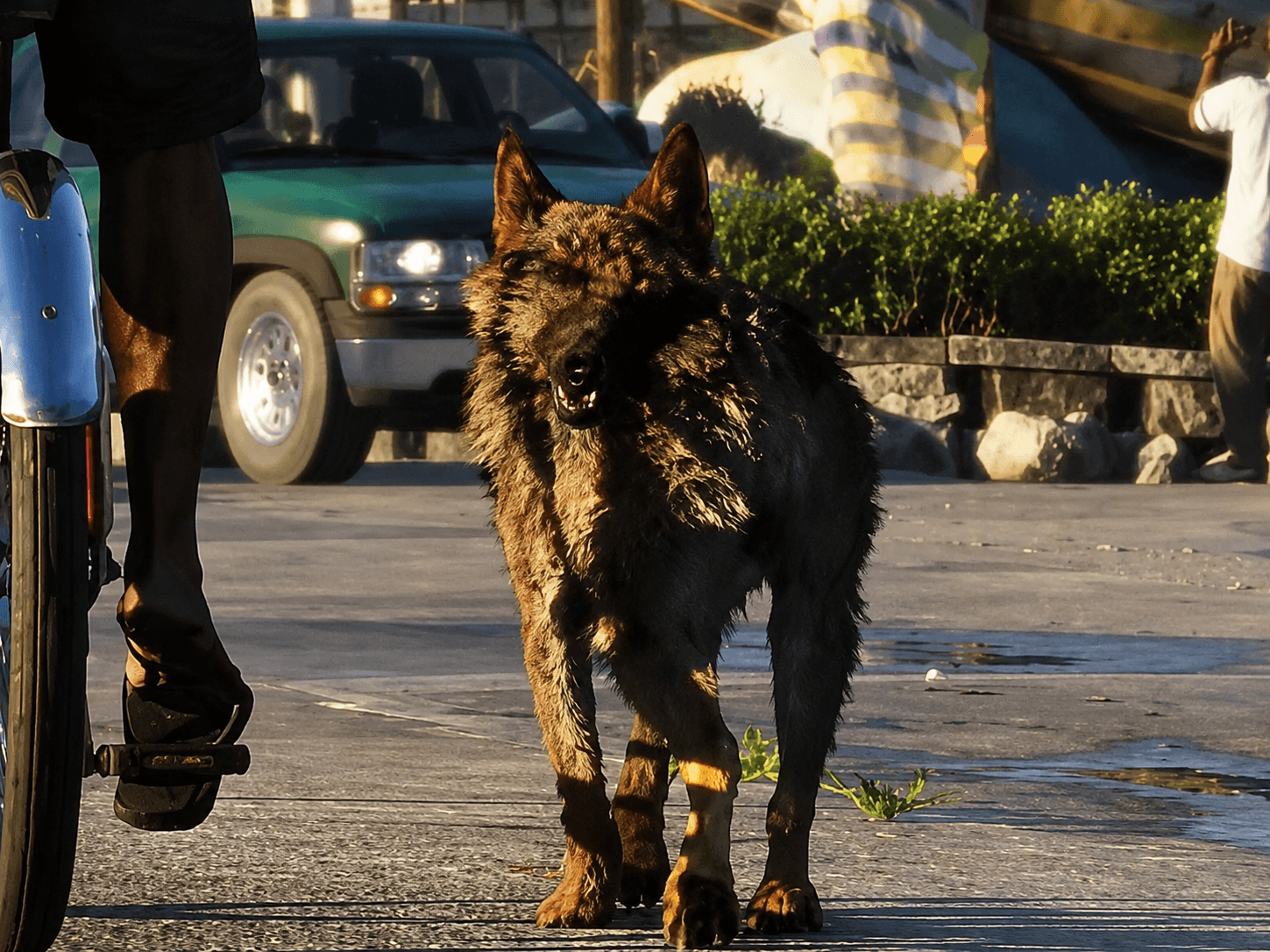 German Shepherd - Mammal image 1 of 2 in GTA 6
