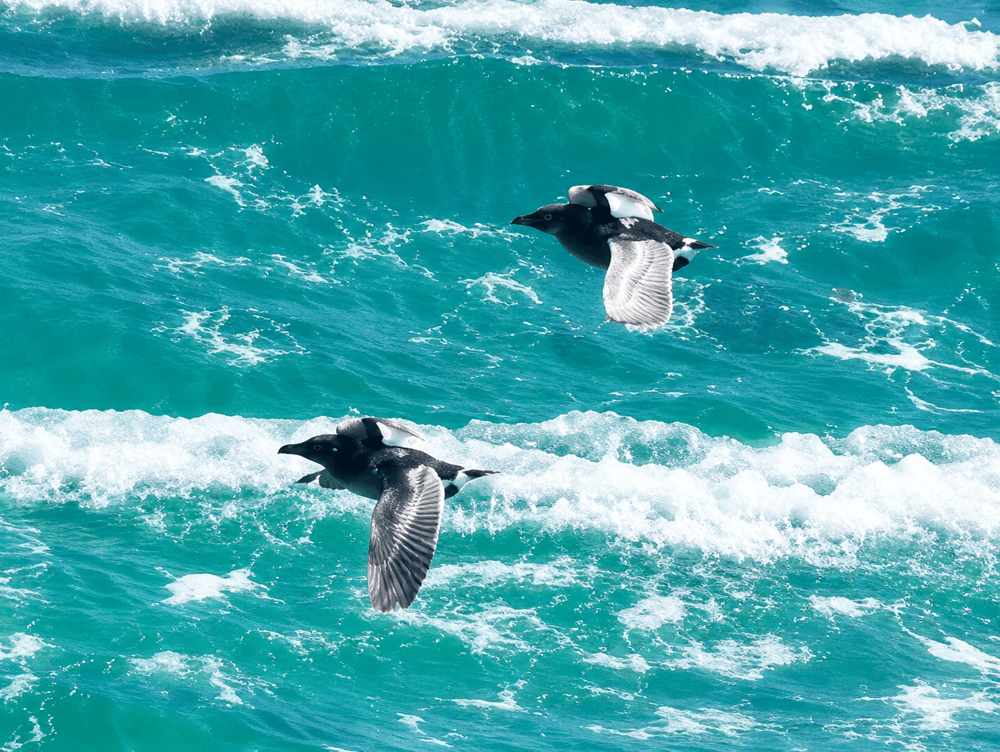 Pelican - Land Animal image 1 of 2 in GTA 6