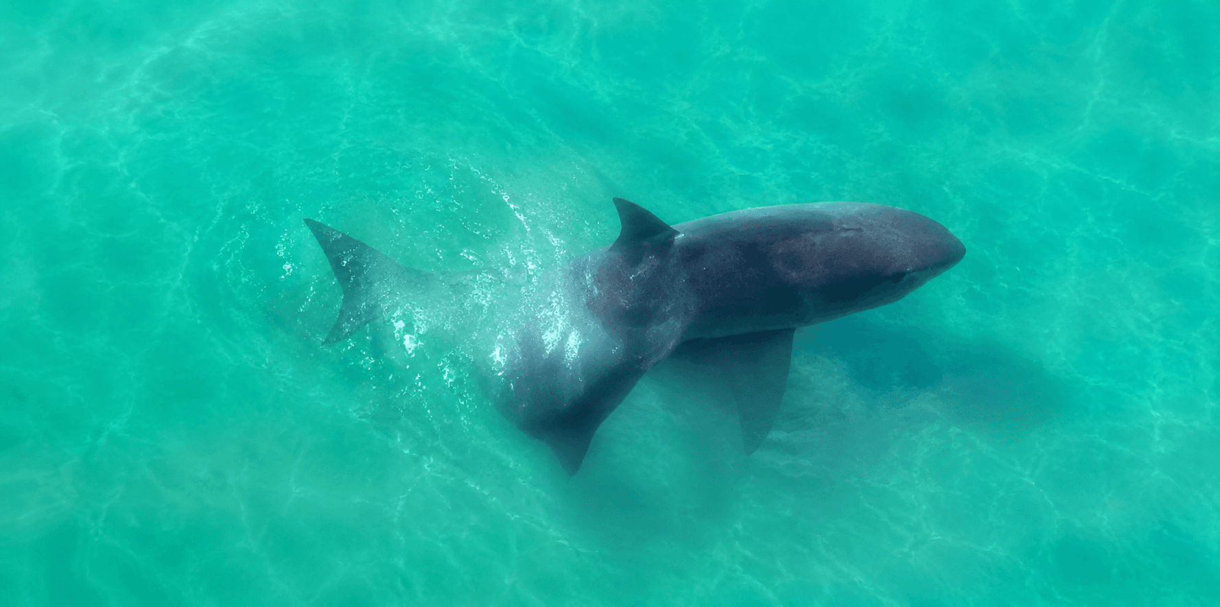 Shark - Sea Creature image 1 of 2 in GTA 6