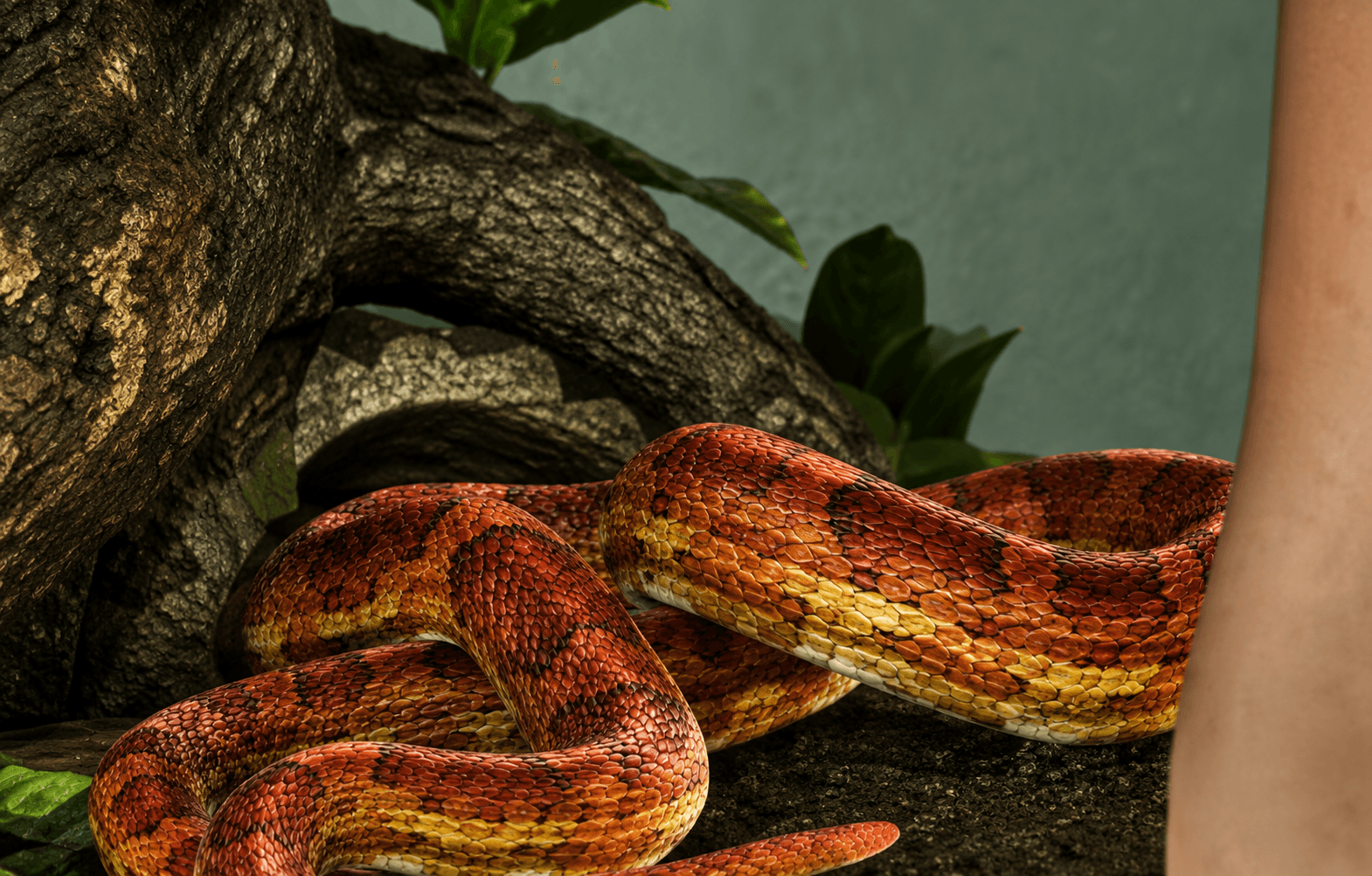 Snake - Reptile image 1 of 3 in GTA 6