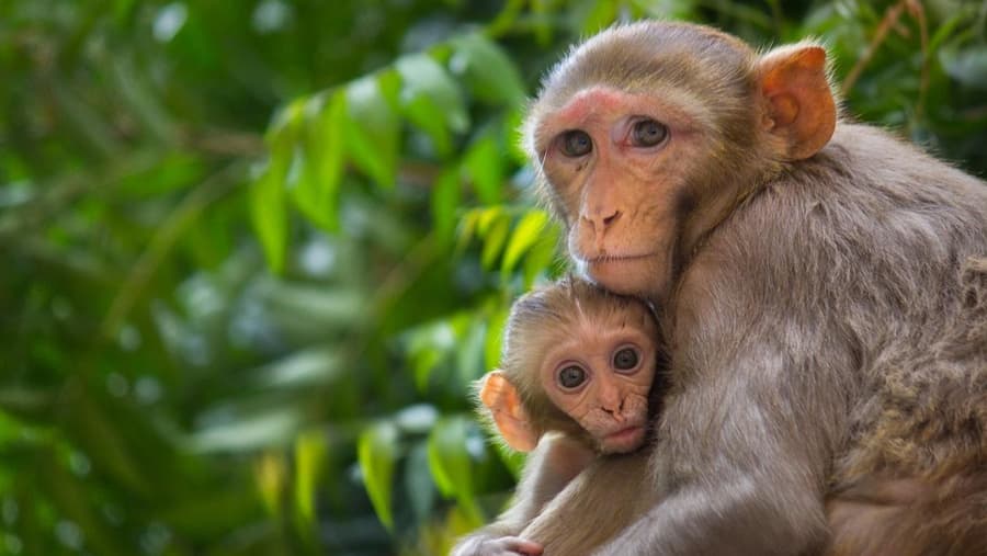 Rhesus Macaque - Mammal image 1 of 1 in GTA 6