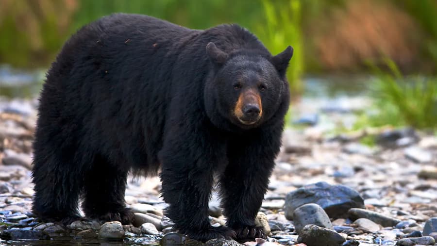 Black Bear - Mammal image 1 of 1 in GTA 6