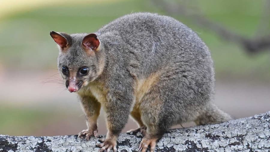 Possum - Mammal image 1 of 1 in GTA 6