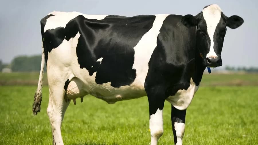 Cow - Mammal image 1 of 1 in GTA 6