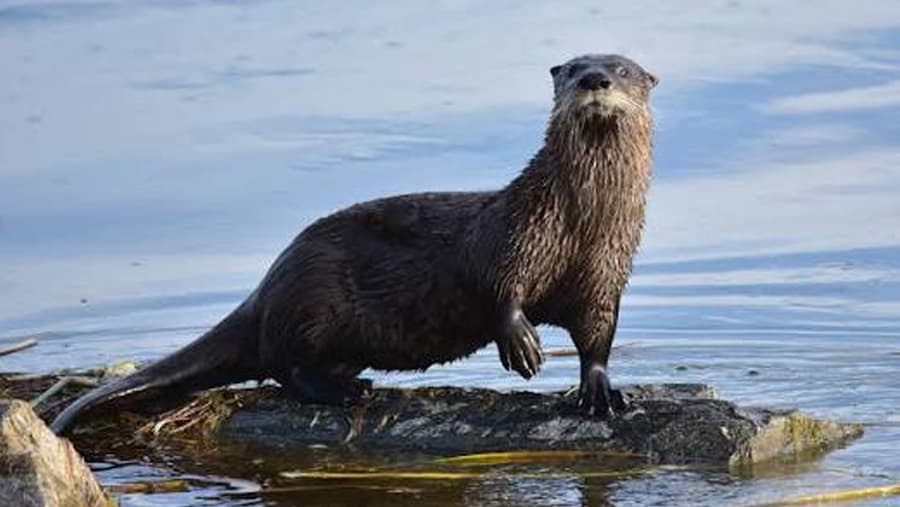 Otter - Mammal image 1 of 1 in GTA 6