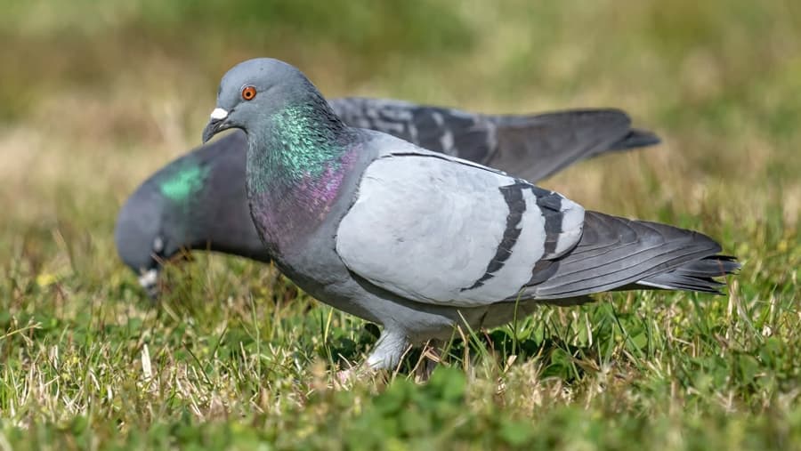 Pigeon - Bird image 1 of 1 in GTA 6