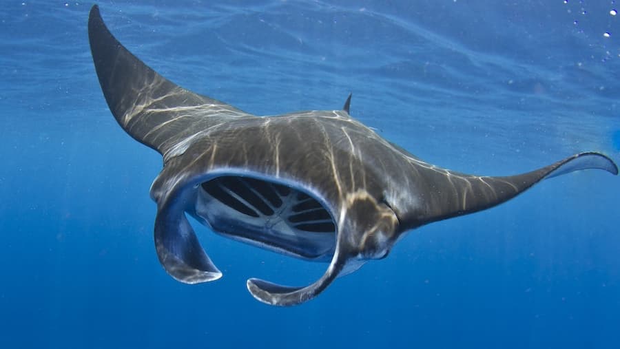 Manta Ray - Sea Creature image 1 of 1 in GTA 6