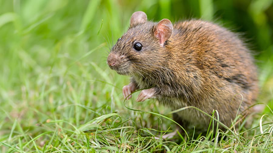 Rat - Mammal image 1 of 1 in GTA 6