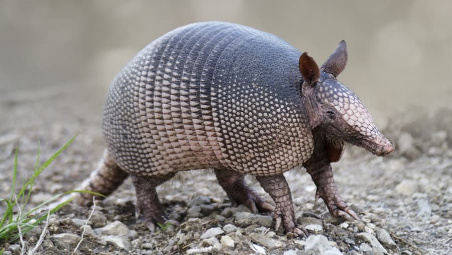 Armadillo - Mammal image 1 of 1 in GTA 6