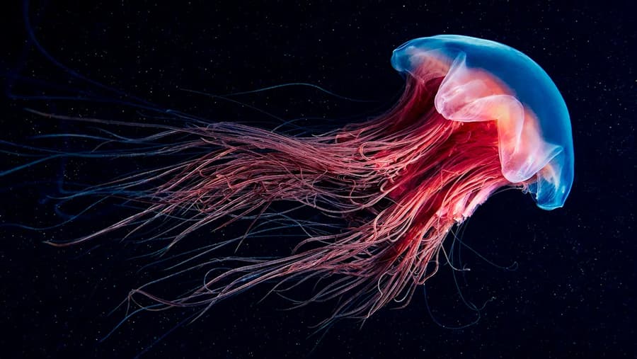 Jellyfish - Sea Creature image 1 of 1 in GTA 6
