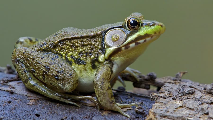 Frog - Amphibian image 1 of 1 in GTA 6