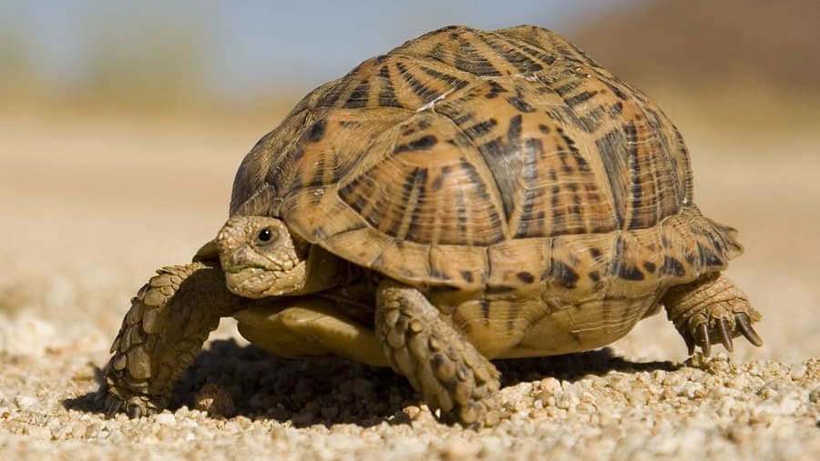 Land Turtle - Land Animal image 1 of 1 in GTA 6
