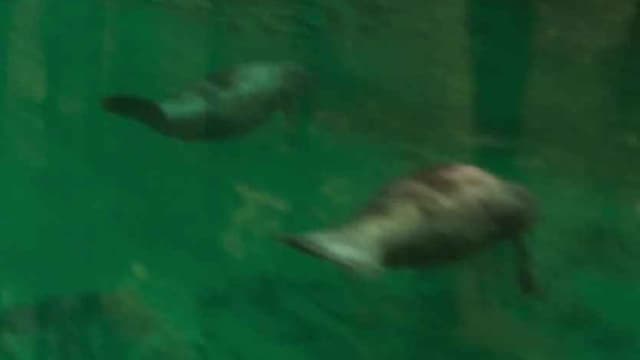 Manatee - Sea Creature image 1 of 1 in GTA 6