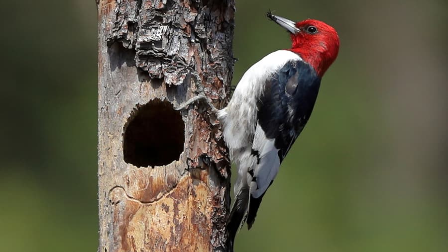 Woodpecker - Bird image 1 of 1 in GTA 6