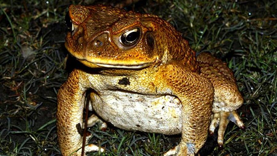 Cane Toad - Amphibian image 1 of 1 in GTA 6