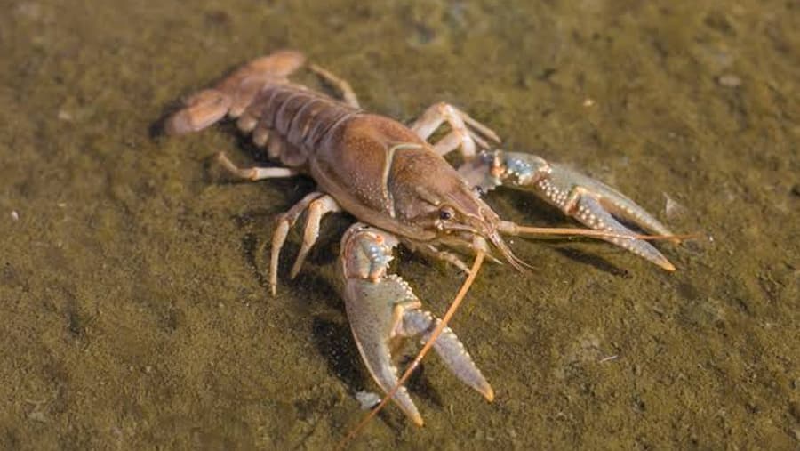 Crayfish - Sea Creature image 1 of 1 in GTA 6