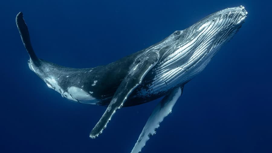 Whale - Sea Creature image 1 of 1 in GTA 6