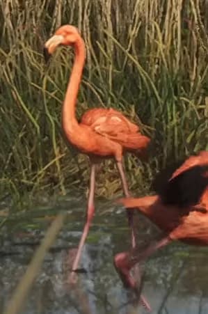 Flamingo - Land Animal image 1 of 3 in GTA 6