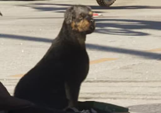 Rottweiler - Land Animal image 1 of 1 in GTA 6