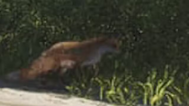 Fox - Mammal image 1 of 1 in GTA 6