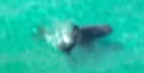 Shark - Sea Creature image 1 of 2 in GTA 6